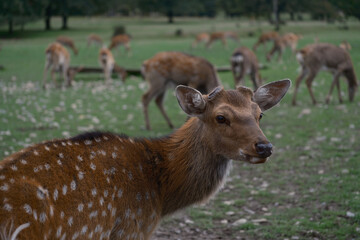 deer in the woods