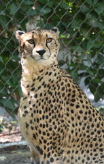 The portrait of a cheetah