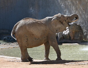 Obraz premium An african elephant near a lake