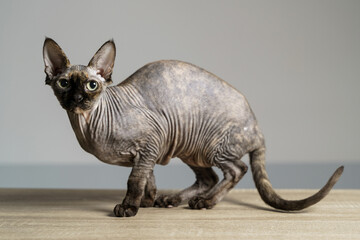 A beautiful gray sphinx cat