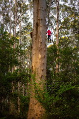Brave girl climbs famous gloucester tree in western australia; dangerous climb up 50-metre tree