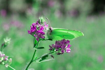Closeup shot of a butterfly with green leaf wings on a purple flower