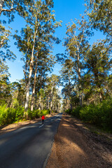 Fototapeta na wymiar A lonely girl walks along a road in the middle of an Australian forest with huge trees; a girl lost in a mysterious forest in western australia