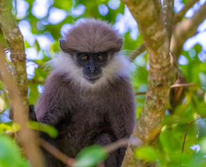 Obraz premium Purple-faced langur