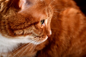 Closeup portrait of the head of a red cat with beautiful eyes