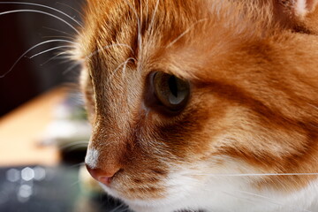 Closeup portrait of the head of a red cat with beautiful eyes