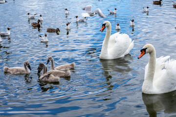 Family of swans on Lake Gorodishchenskoe, Izborsk, Pskov region, Russia