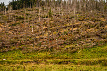 Storm destroyed forest in Upper Coquetdale, the remote valley is located in the Cheviot Hills close...