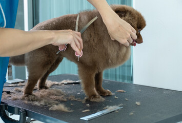 Grooming pet dog and animal for haircut by professional the hygiene , dog have happiness and funny...