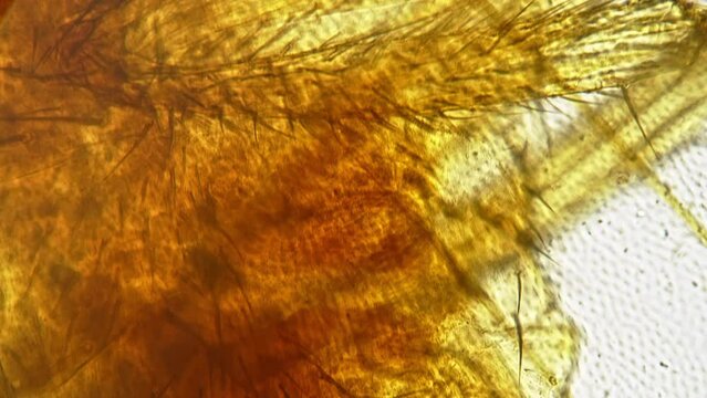 Isolated macro footage of fruitfly whole mount under microscope 200x against bright field background. Closeup view of drosophila with legs and wings. Investigation of insects in the laboratory