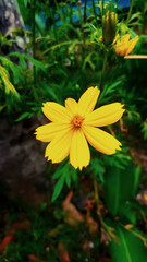 yellow flower focus with blur green background