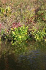 autumn leaves on the water