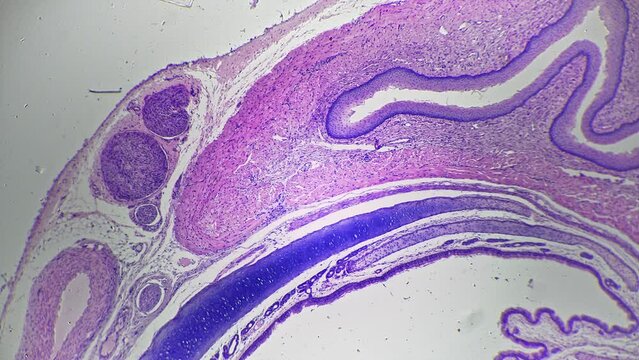 Macro footage of bone cell in section under microscope 40x against bright field background. Lab experiment with skeleton tissues samples investigated with special magnifying equipment. Histology theme