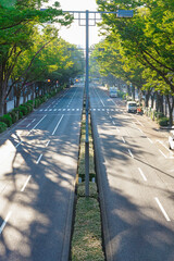 原宿表参道　秋のケヤキ並木（東京都渋谷区）