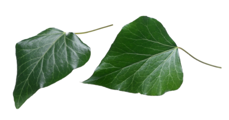 Devil's ivy leaf isolated white, clipping path