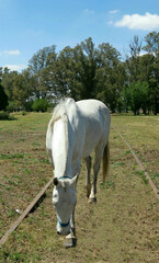 Caballo pampeano.