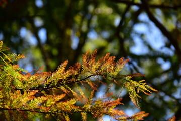 紅葉したメタセコイアの葉