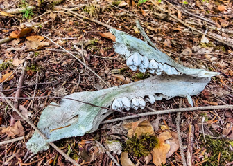 Naklejka premium mushrooms in the forest