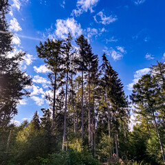 trees in the forest