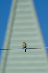 東京赤坂にある東京ミッドタウンのスズメ