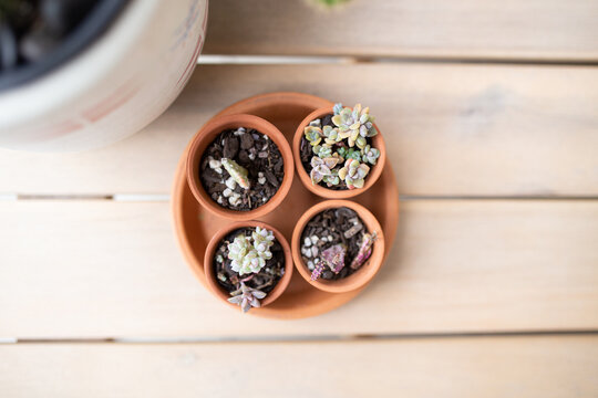 Four Different Succulent Plants And Each Placed In A Brown Pot