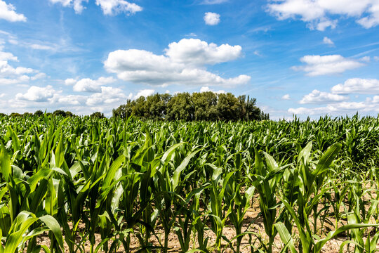 Maize field in Oudewater, Utrecht, Holland, The Netherlands, Europe