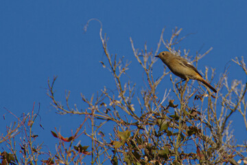 明治神宮のジョウビタキ