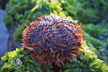 Naklejka na ściany i meble Photo of red sea urchin on the beach