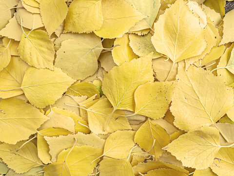 Autumn yellow leaves pattern background, Natural background and wallpaper. Floral background. leaves background. Background group autumn leaves.