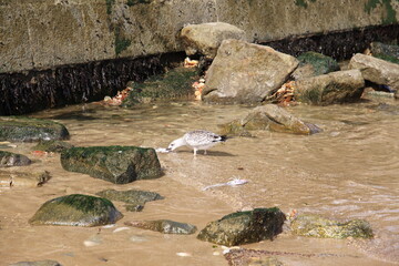 Port en Bessin