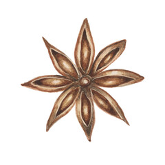  Star Anise Watercolor Illustration