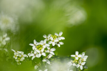 flowers on grass background