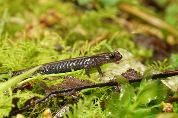 Closeup on a colorful red juvenile Del Norte Salmaander, Plethodon elongatus sitting on green moss