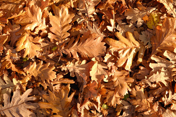 Dry brown autumn leaves background
