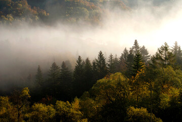 Clouds descending down the valley with a stream of wind in the morning in the forests of the Ukrainian Carpathians
