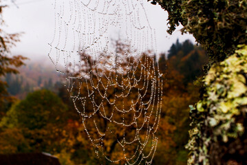 Drops of water on cobwebs on the branches of an old tree on a cloudy autumn day against the backdrop of the Ukrainian Carpathians