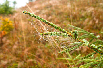 Drops of water on cobwebs on the branches of a Christmas tree on a cloudy autumn day in the Ukrainian Carpathians
