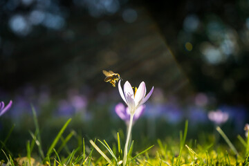 spring crocus flowers with a bee
