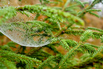Drops of water on cobwebs on the branches of a Christmas tree on a cloudy autumn day in the Ukrainian Carpathians