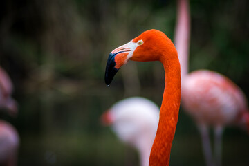 close up of flamingo