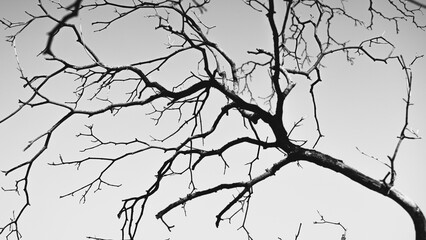 Black and white image of a tree branch on clear sky background