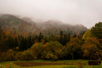 Fog filling the valley with different types of trees and glades on an autumn day in the Ukrainian Carpathians