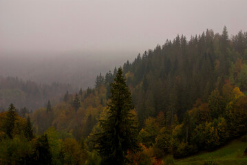 Fog filling the valley with different types of trees and glades on an autumn day in the Ukrainian Carpathians