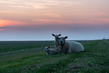 sheep family on a field in sunset