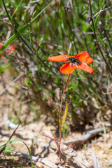 Drosera cistiflora with one orange flower in natural habitat near Malmesbury in the Western Cape of South Africa
