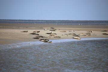 Phoques en Normandie