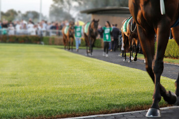 Racehorse being led along path at the races