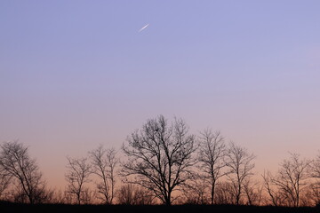 alberi al tramonto in inverno 