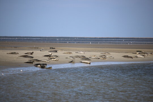 Phoques en Normandie