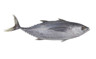 Obraz premium Raw bluefin fish isolated on white background 